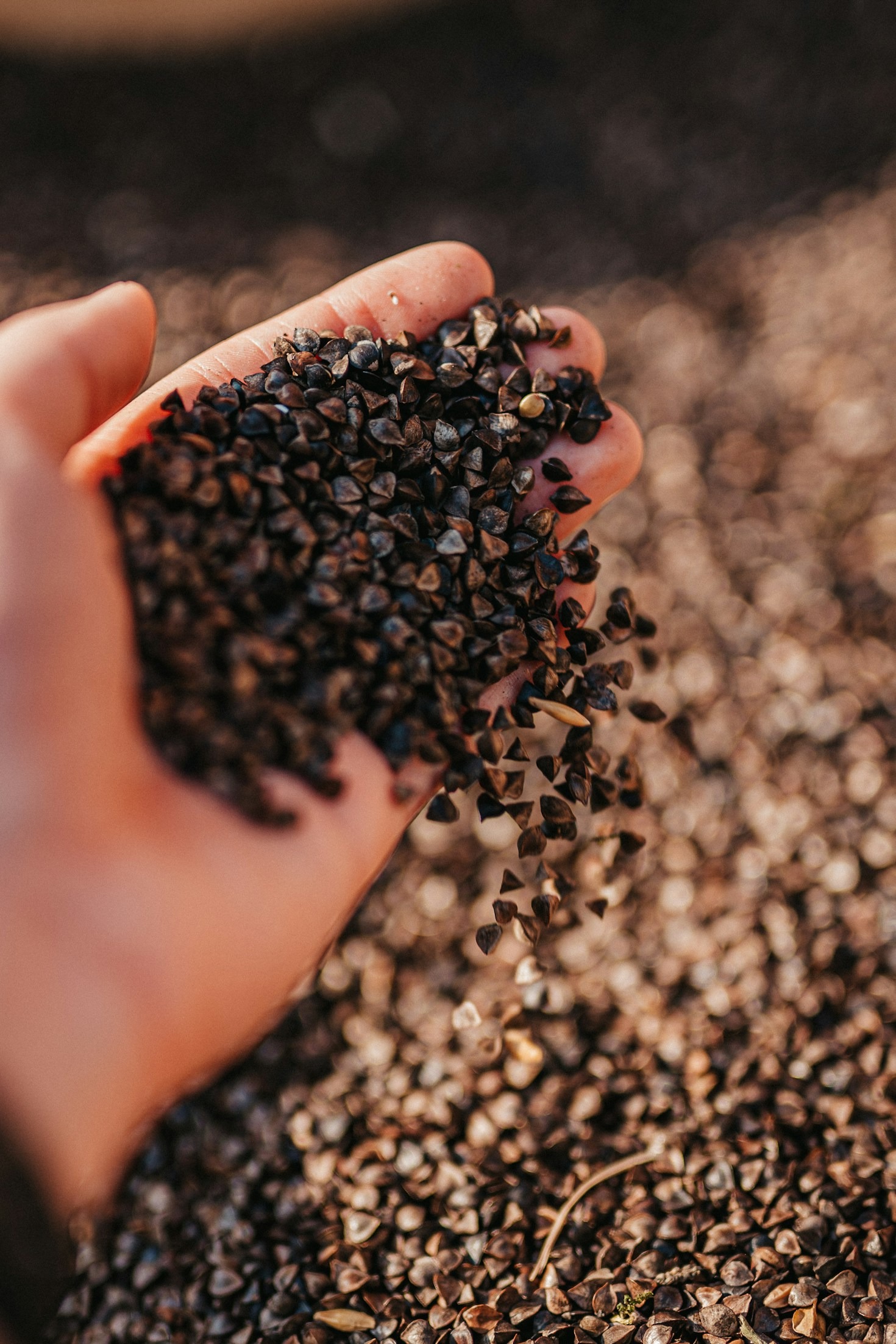 Why Sustainability Matters in Matcha Cultivation